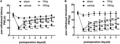 Maresin 1 Attenuates Radicular Pain Through the Inhibition of NLRP3 Inflammasome-Induced Pyroptosis via NF-κB Signaling